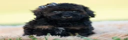 Toy Poodle dogs for sale: Dannie - Ad 4