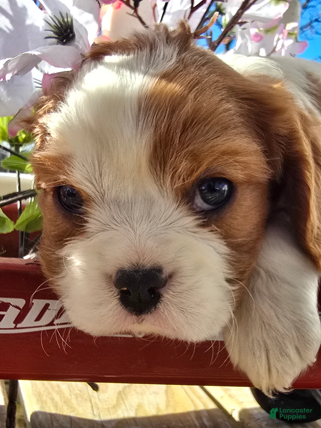 Cavalier King Charles Spaniel dogs for sale: Dolly - Ad 12