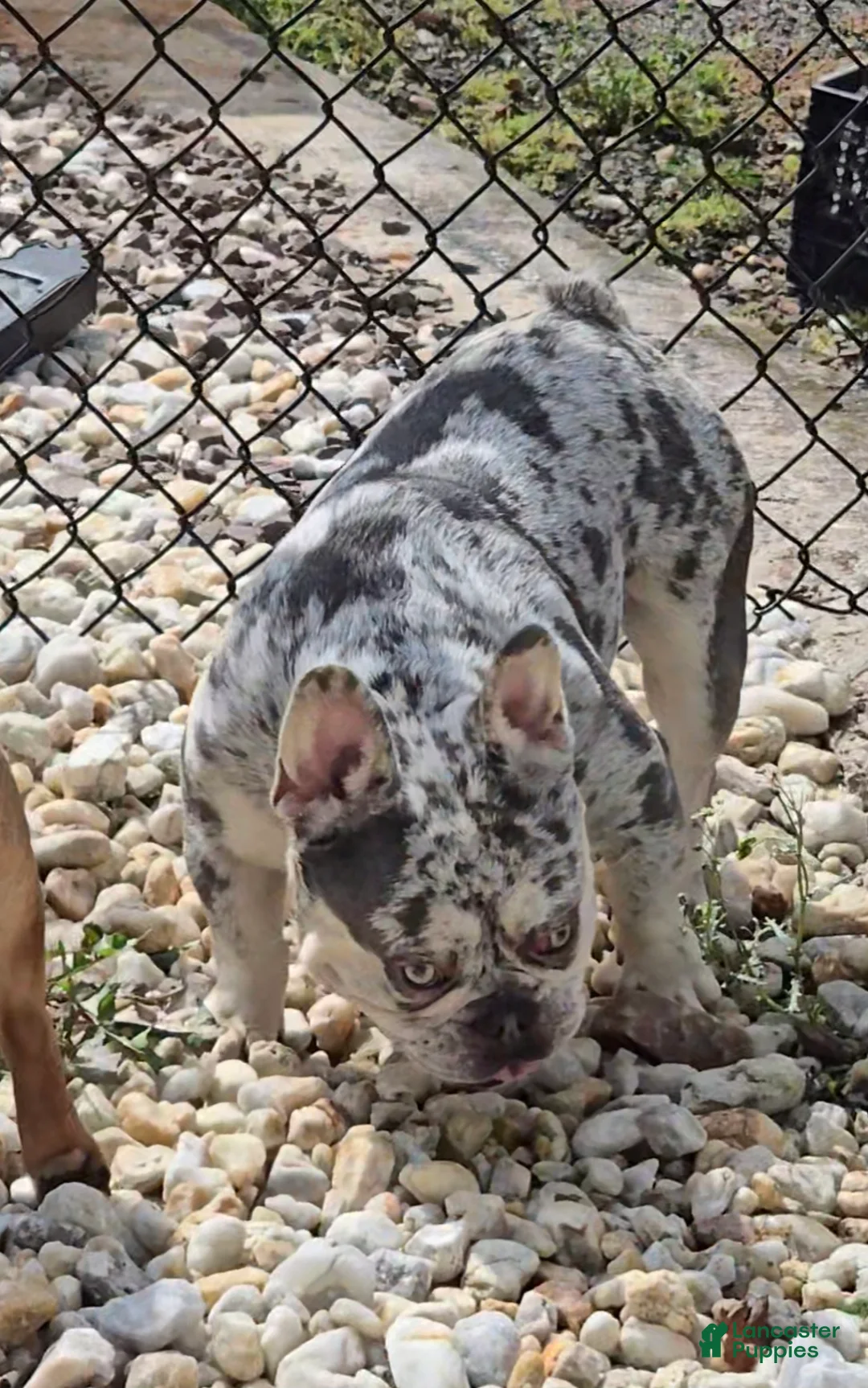 French Bulldog dogs for sale: Riot - Ad 2