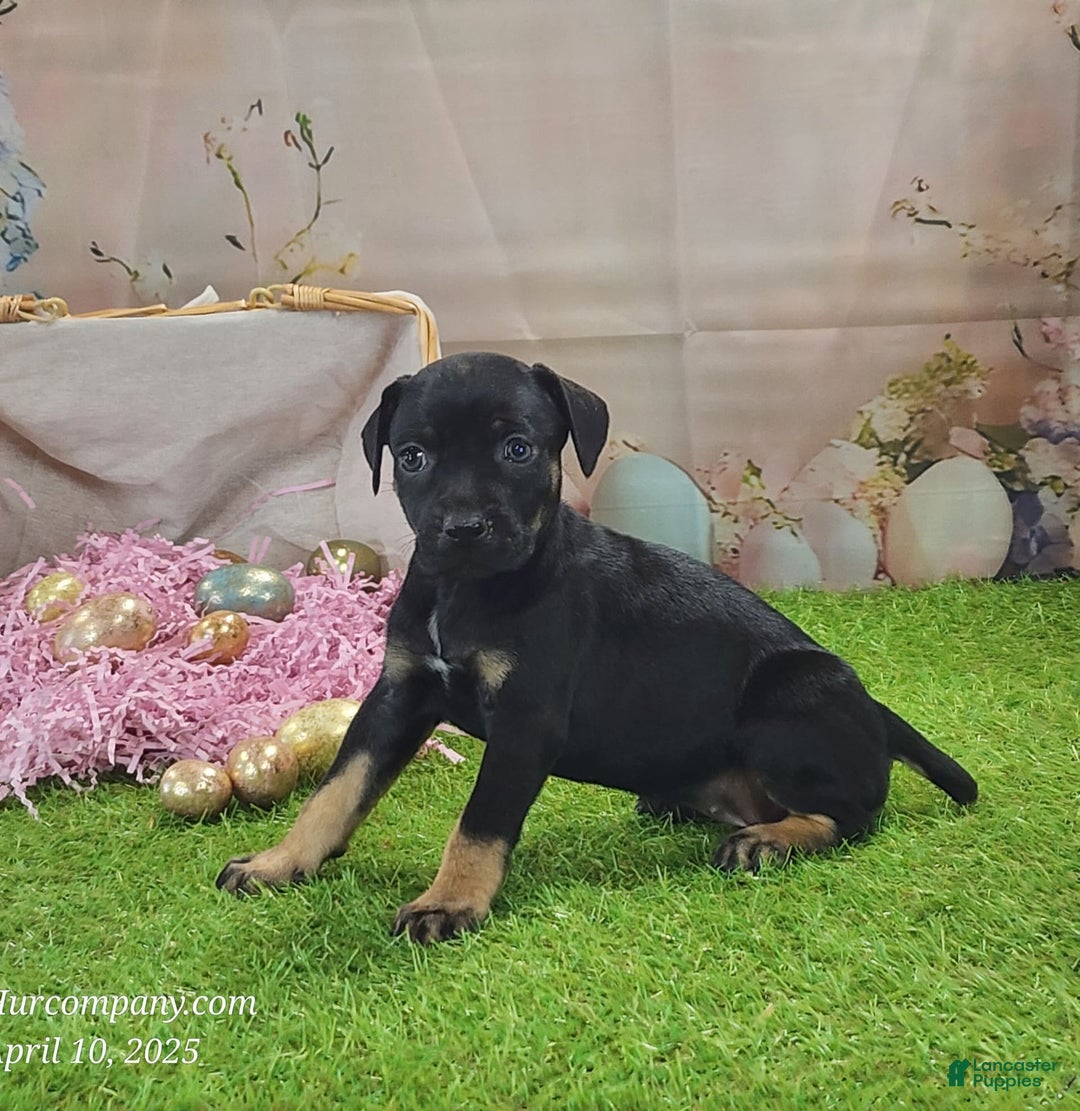 Catahoula Leopard Dog dogs for sale: Goldie 2025 F2 - Ad 9