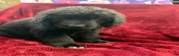 Newfoundland dogs for sale: Newfoundland 4 - Ad 5