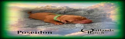 Golden Retriever dogs for sale: Poseidon~Green Collar - Ad 8