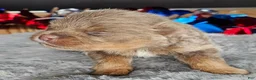 Pomeranian dogs for sale: Pepper's The Way You Make Me Feel - "Waylon" - Ad 43
