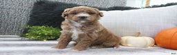 Mini Goldendoodle dogs for sale: Aubrey - Ad 3