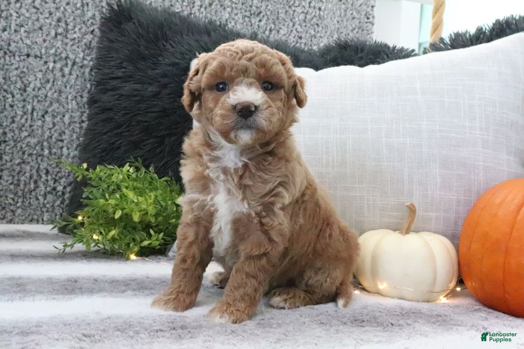 Mini Goldendoodle dogs for sale: Aubrey - Ad 3