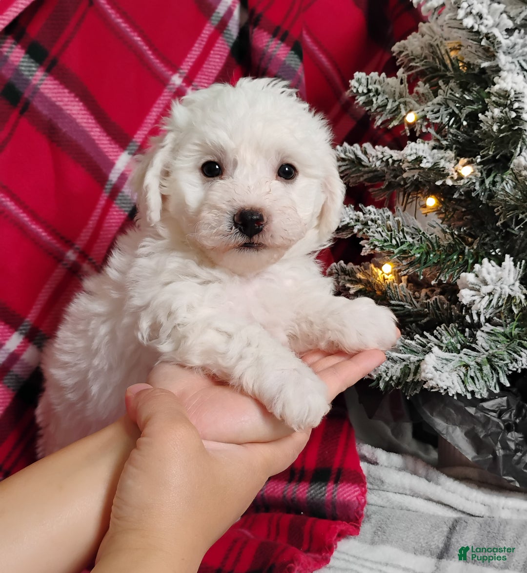 Teddy Bear dogs for sale: Max - Ad 2