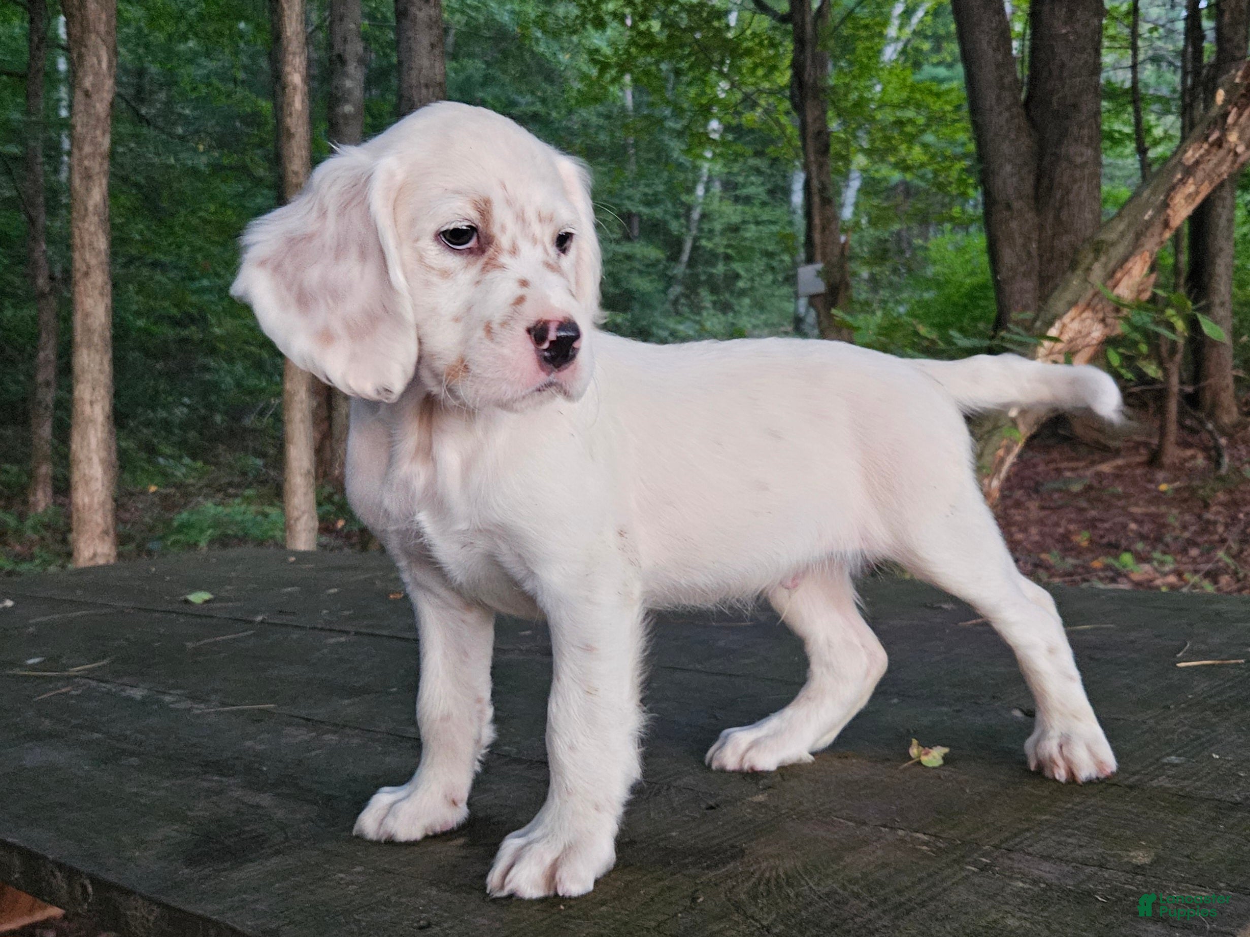 English Setter dogs Oliver - Ad 1