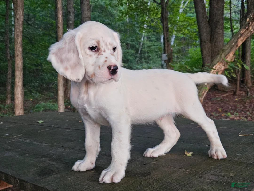 English Setter dogs for sale: Oliver - Ad 1