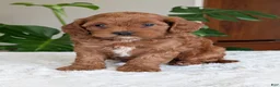 Cavapoo dogs for sale: Sara - Ad 11
