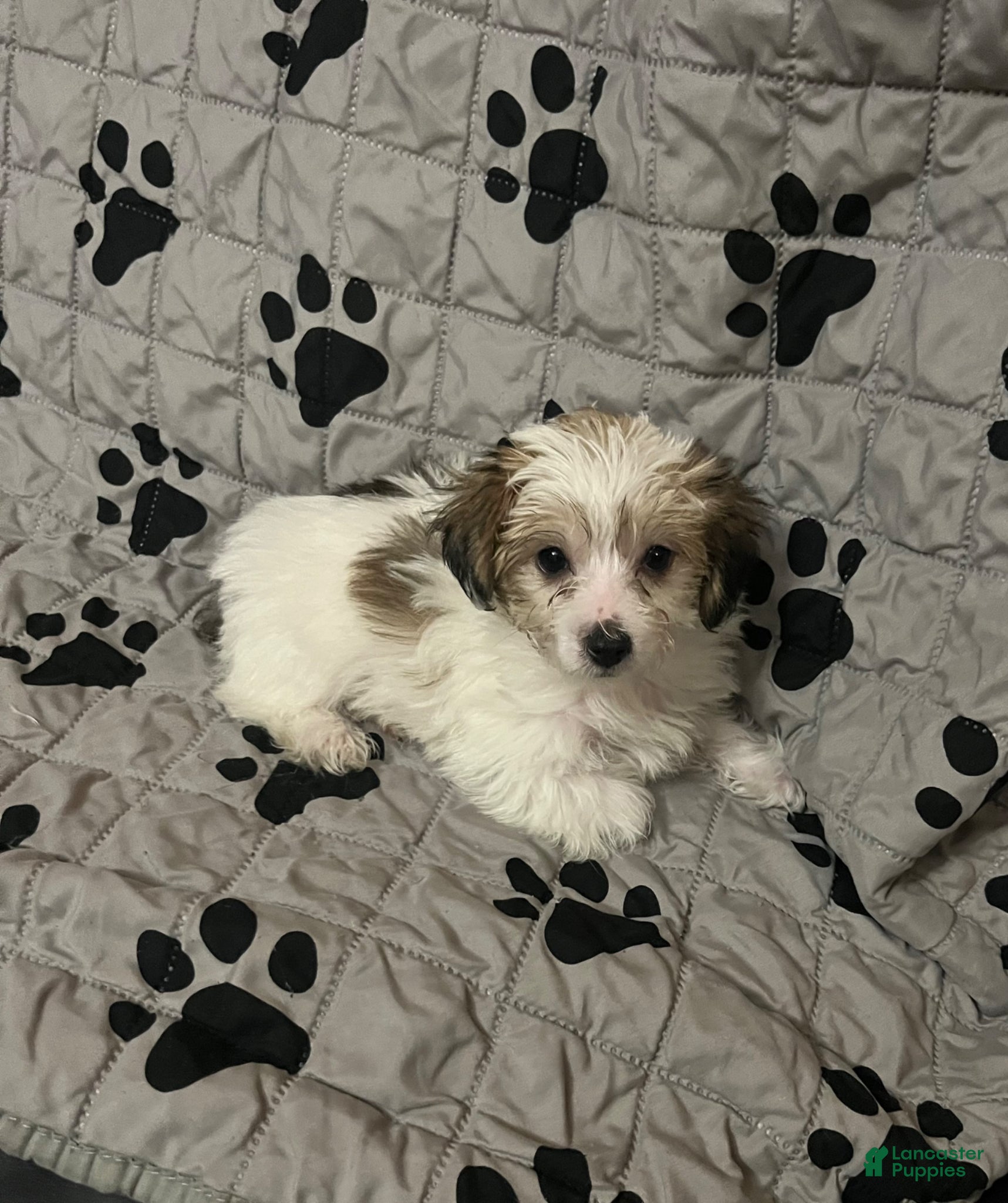 Yorkiepoo dogs Yorkiepoo Puppy 1 - Ad 2