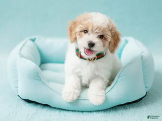 Maltipoo dogs GUCCI - Ad 4