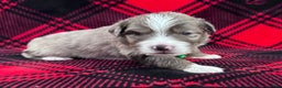Australian Shepherd dogs for sale: Standard Australian Shepherd Puppy - Lime Green Collar - Ad 8