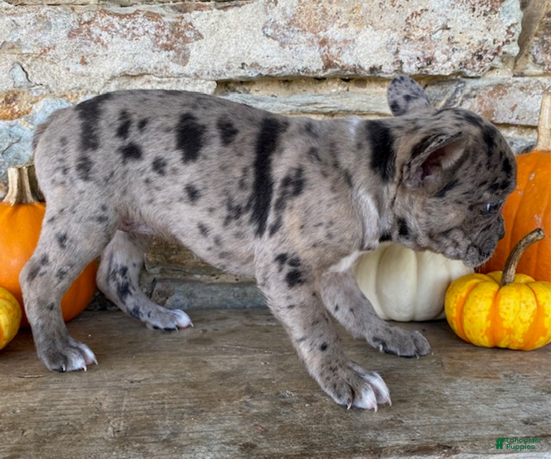 Frenchton dogs for sale: Gypsy - Ad 6