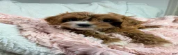 Cavapoo dogs for sale: Caramel 🎀 - Ad 13