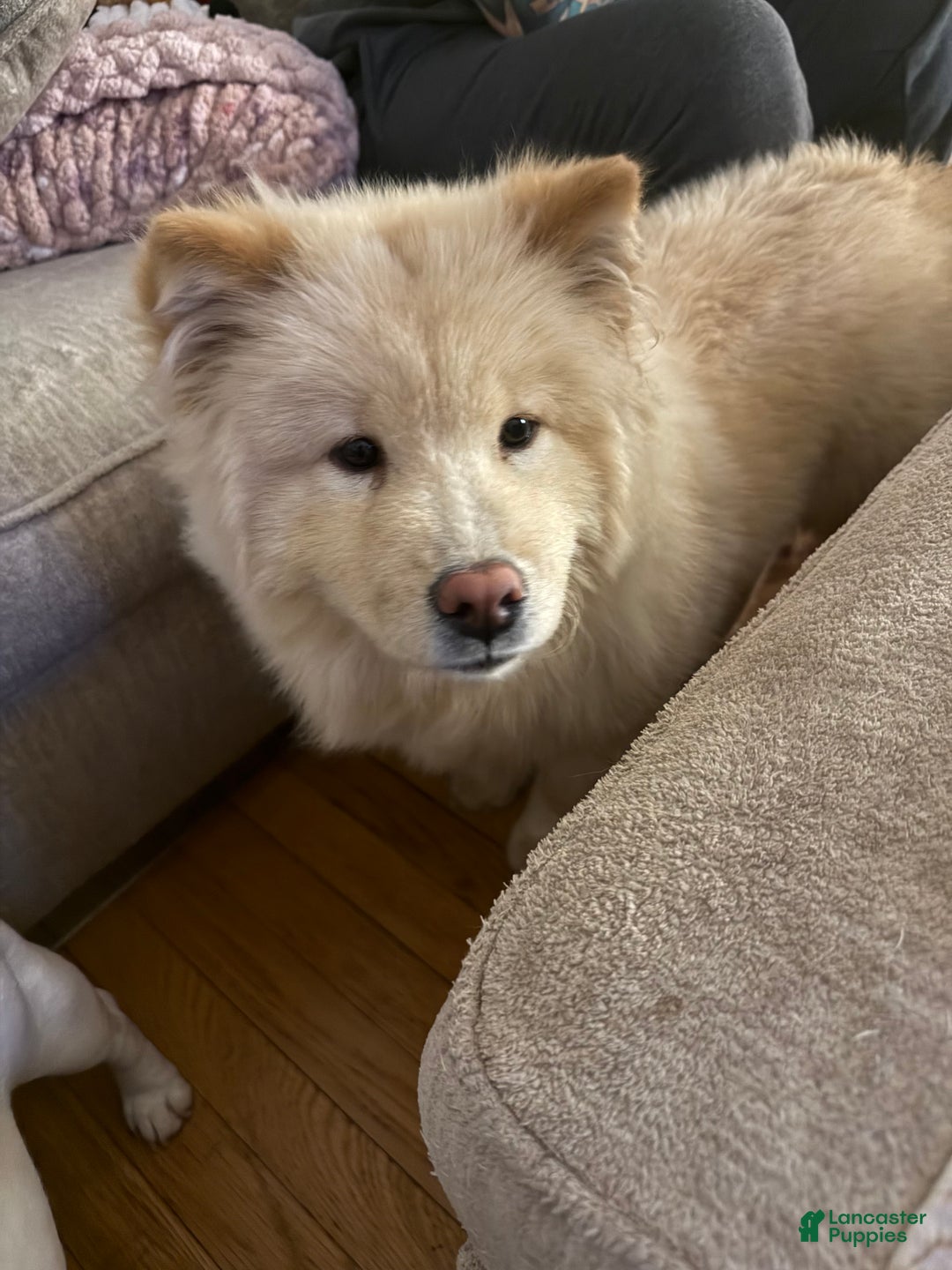 Chow Chow dogs for sale: Chow Chow  - Ad 3