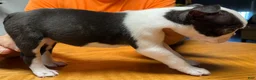 Boston Terrier dogs for sale: Boston Terrier 3 - Patch - Ad 2