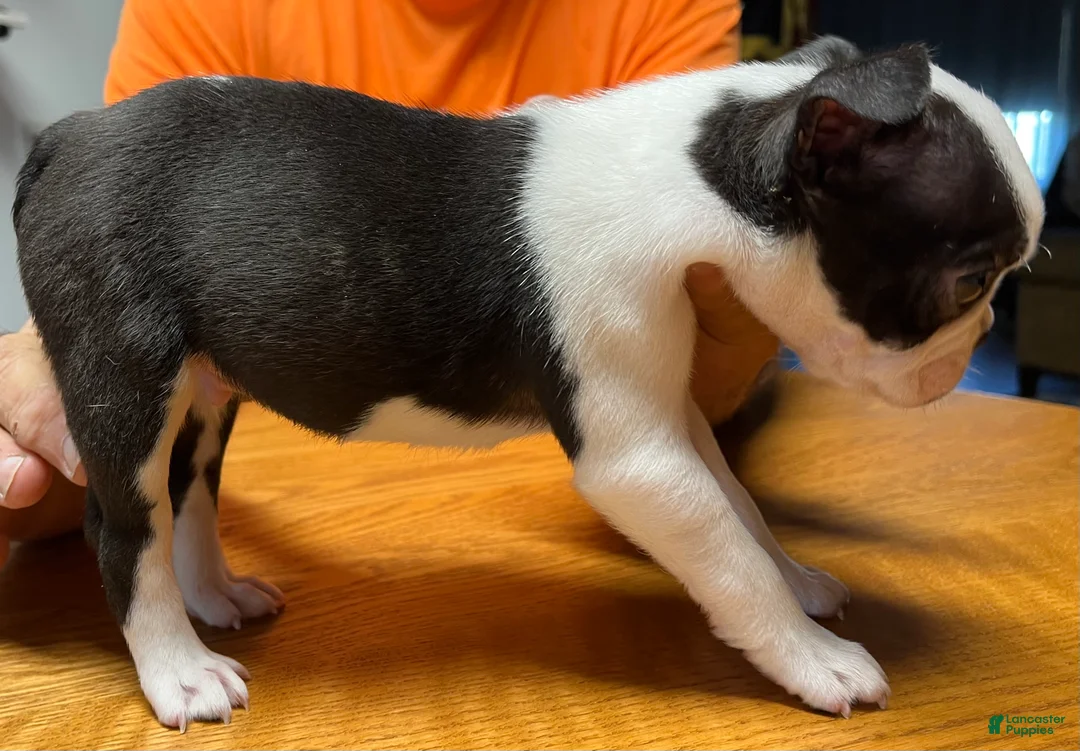 Boston Terrier dogs for sale: Boston Terrier 3 - Patch - Ad 2