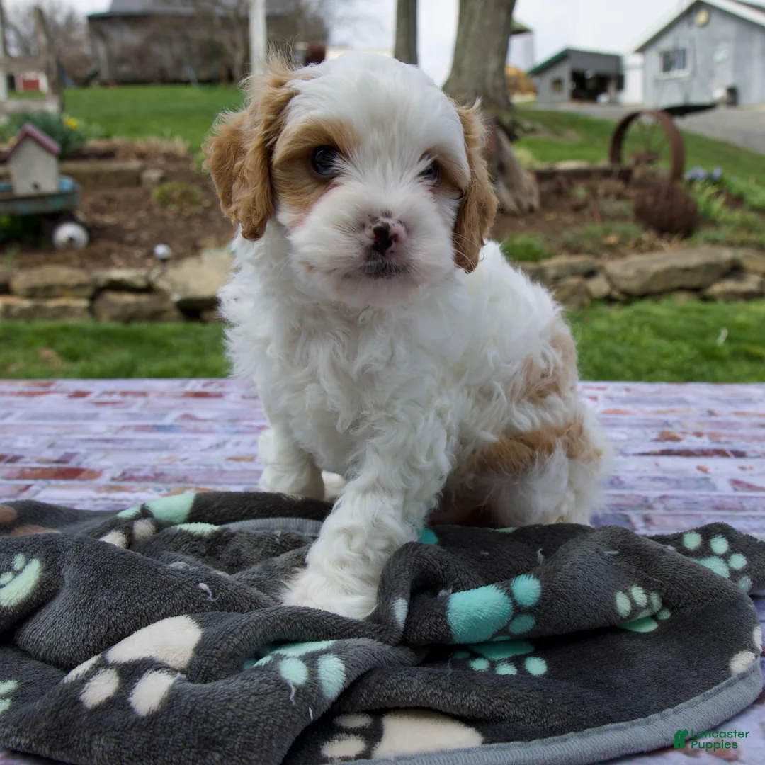 Cavapoo dogs for sale: Leo - Ad 1