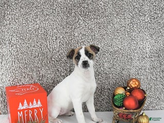 Jack Russell Terrier dogs Dixie - Ad 26