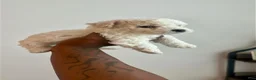 Bichpoo dogs for sale: Bichpoo 2 - Ad 4