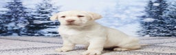Labrador Retriever dogs for sale: River - Ad 2