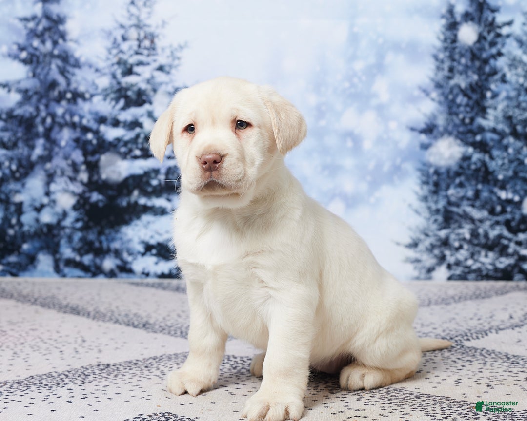 Labrador Retriever dogs for sale: River - Ad 2