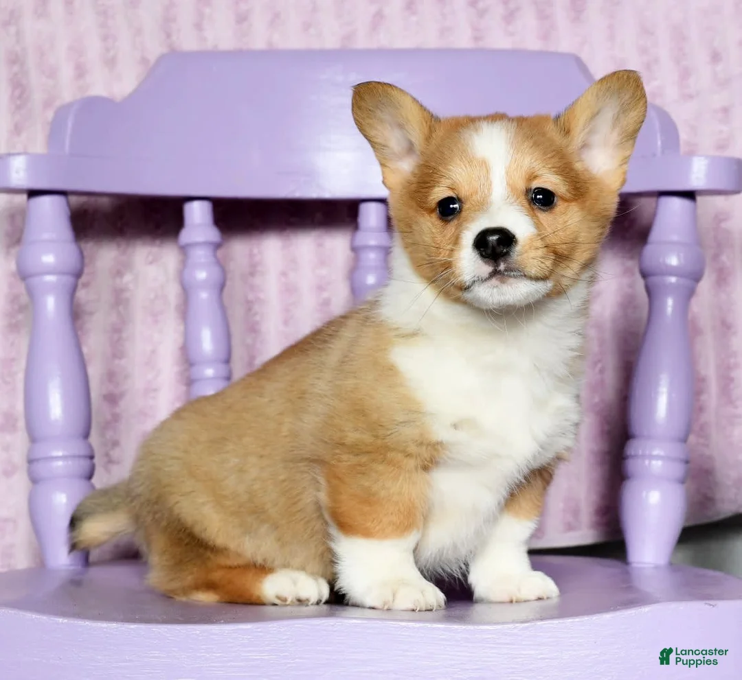 Gallery Image {{count}}