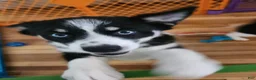 Pomsky dogs for sale: Pomsky 1 - Ad 3