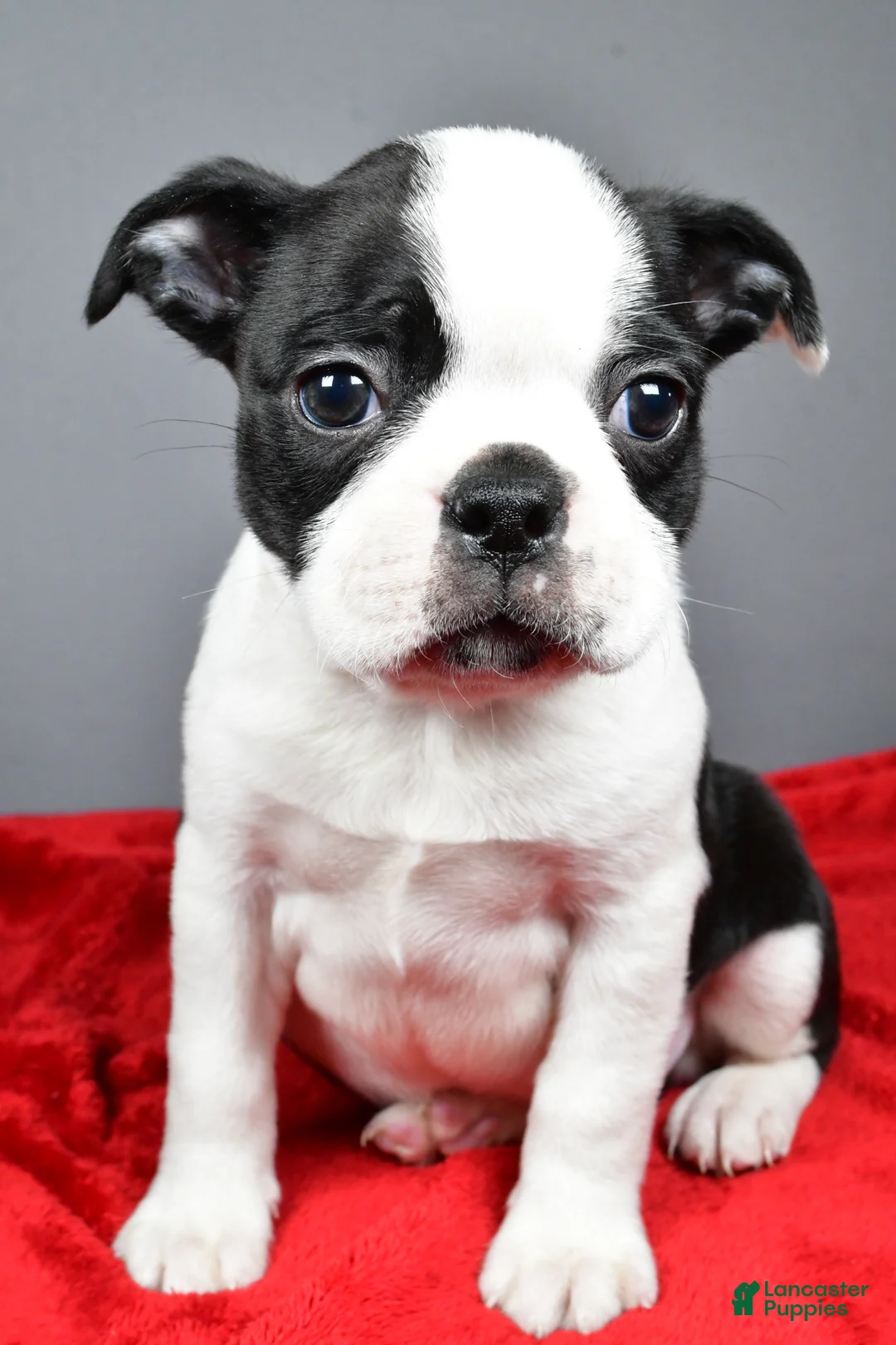 Boston Terrier dogs for sale: Carson - Ad 9