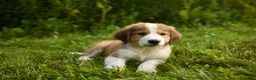 Mixed Breed dogs for sale: Mixed Breed 6 - Ad 1