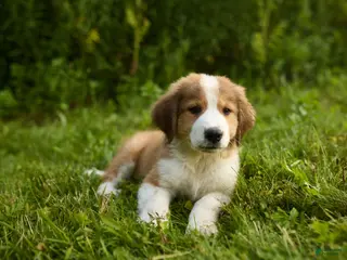 Mixed Breed dogs Mixed Breed 6 - Ad 3
