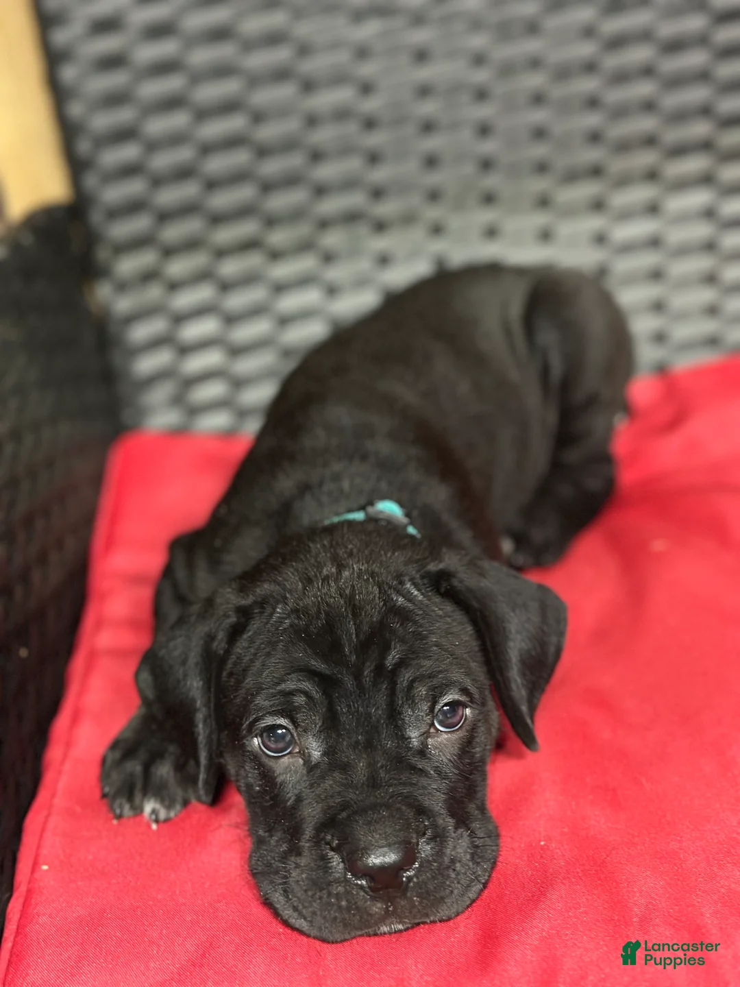 Cane Corso dogs for sale: Roxy - Ad 2