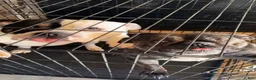 American Bully dogs for stud: American bully  - Ad 2