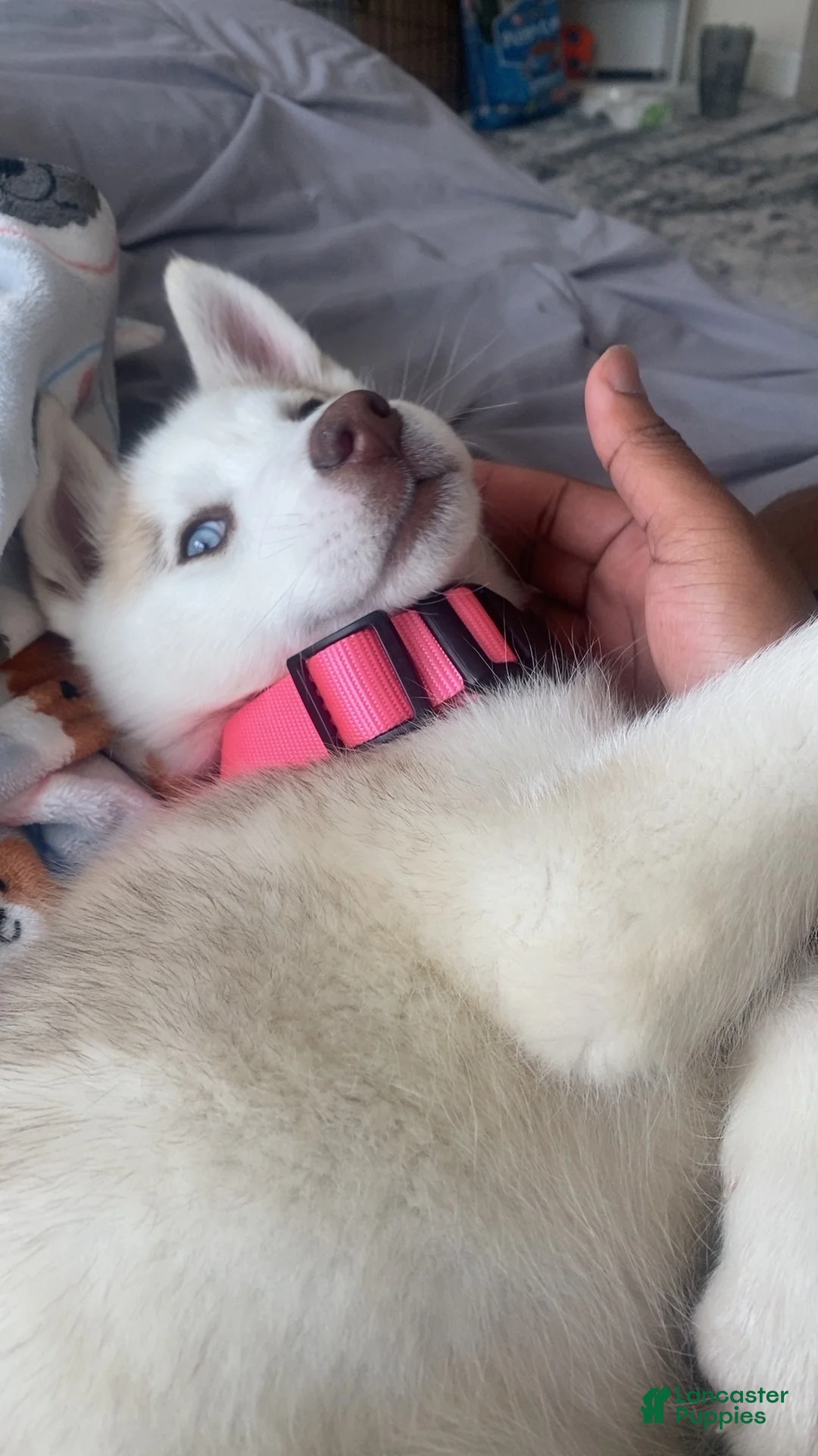 Siberian Husky dogs for sale: Dakota  - Ad 2