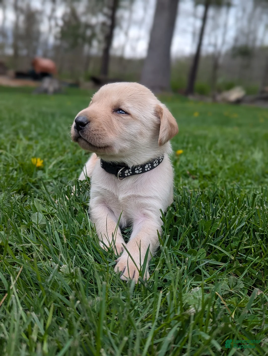Labrador Retriever dogs for sale: Marsh - Ad 8