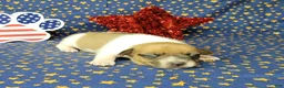 Jack Russell Terrier dogs for sale: CKC "Riggs" *Delivery Available* - Ad 3