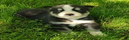 Siberian Husky dogs for sale: Sonya's male 5 - Ad 14