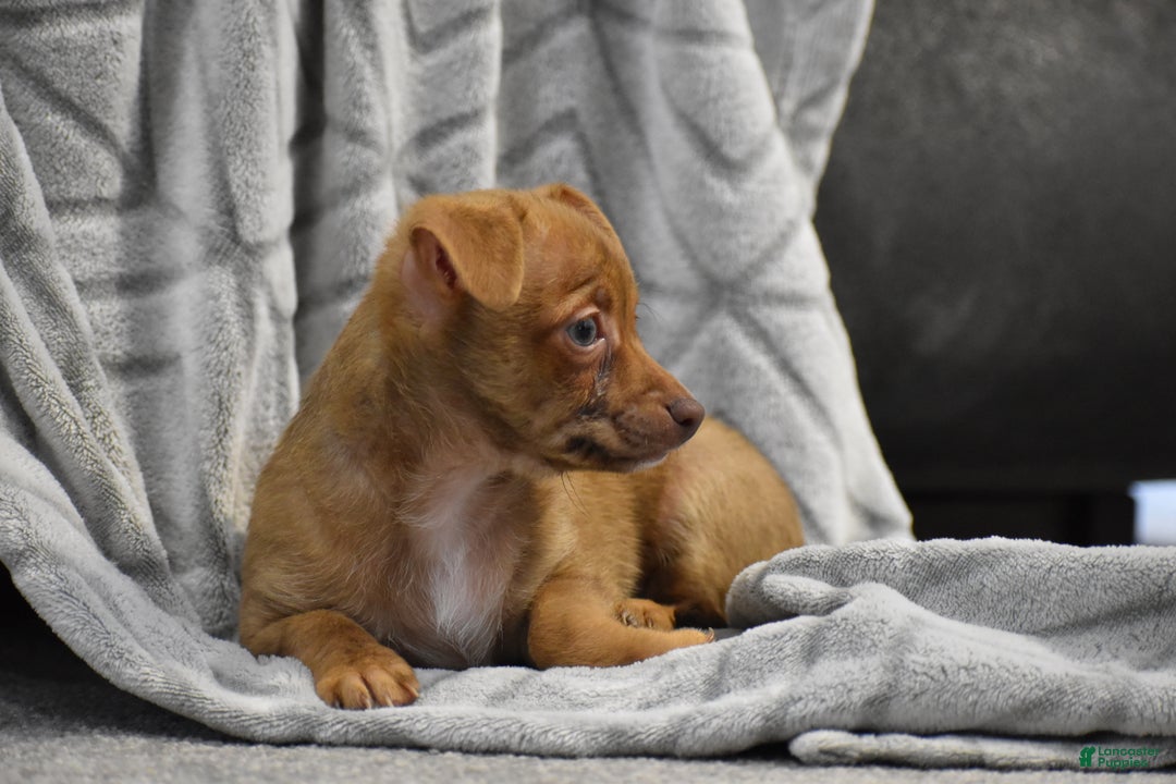 Chihuahua dogs for sale: Duke - Ad 10