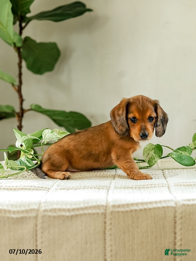 Miniature Dachshund dogs Alexis - Ad 2