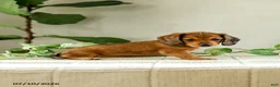 Miniature Dachshund dogs for sale: Alexis - Ad 2