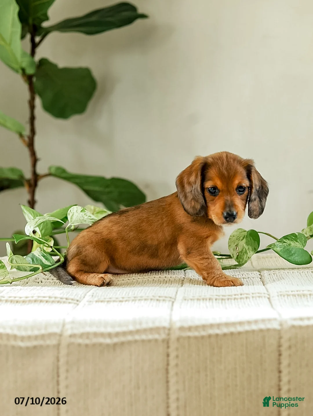 Miniature Dachshund dogs for sale: Alexis - Ad 2