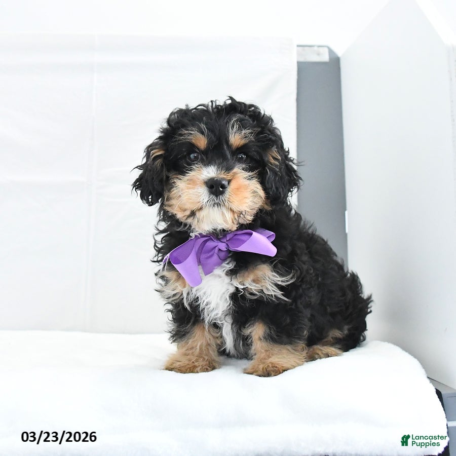 Cavapoo dogs Apollo - Ad 1