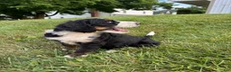 Bernedoodle dogs for sale: Ben - Ad 5