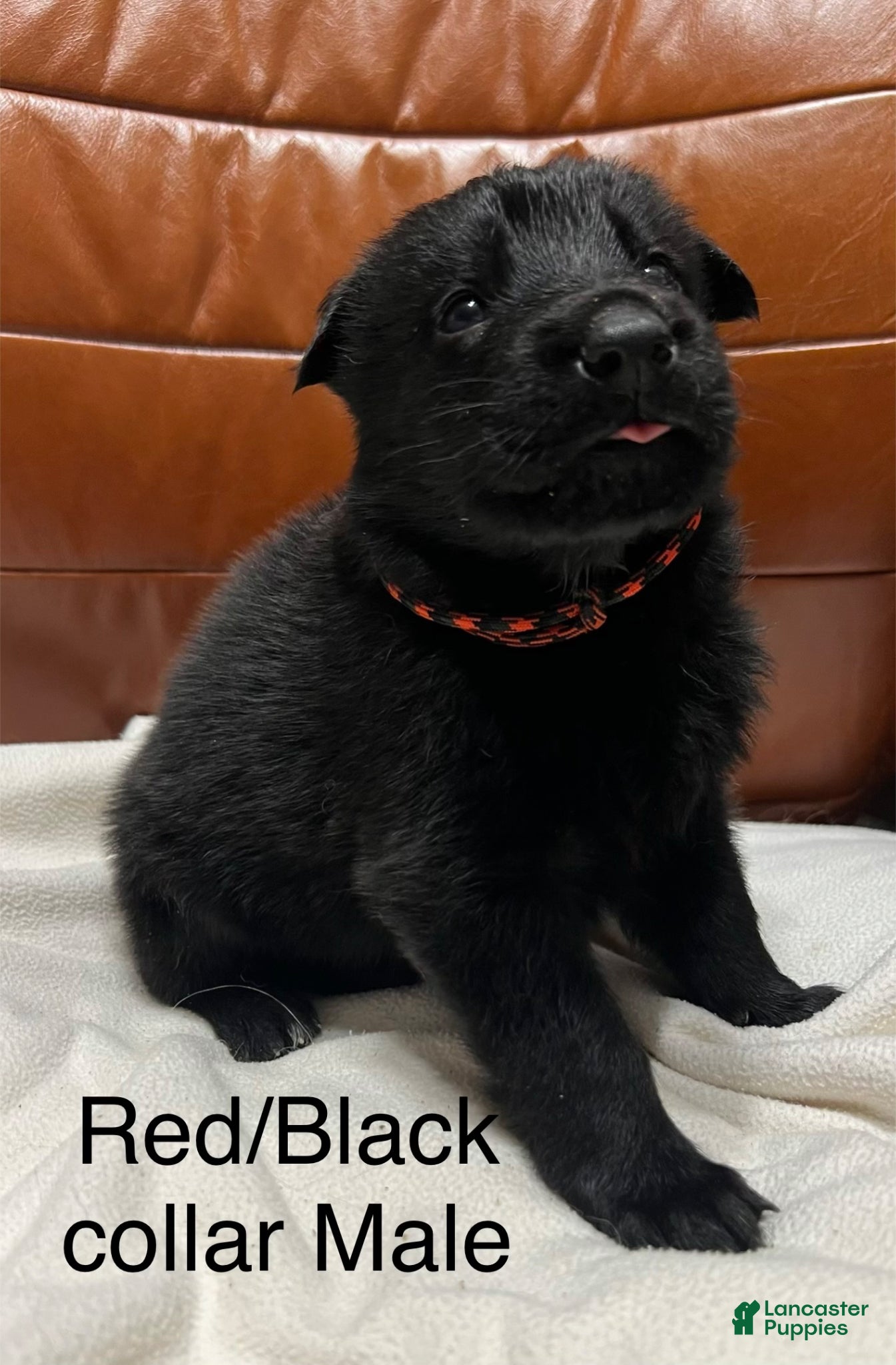 German Shepherd dogs German Shepherd Puppy 2 - Ad 13