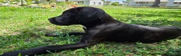 Cane Corso dogs for sale: Crowley AKC yellow/orange collar - Ad 16