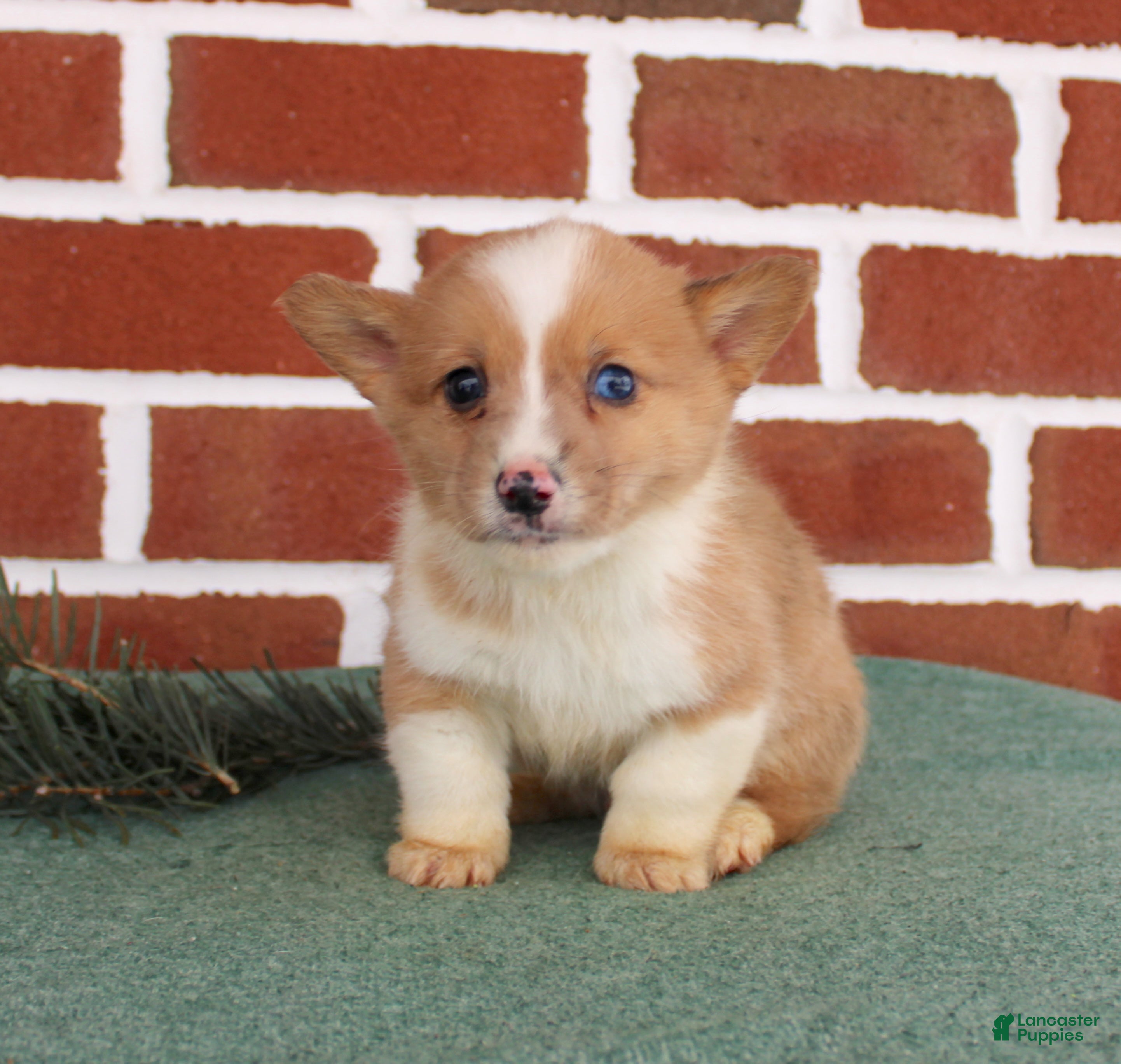 Welsh Corgi Pembroke dogs Justin - Ad 26