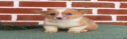 Welsh Corgi Pembroke dogs for sale: Justin - Ad 1