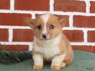 Welsh Corgi Pembroke dogs Justin - Ad 25