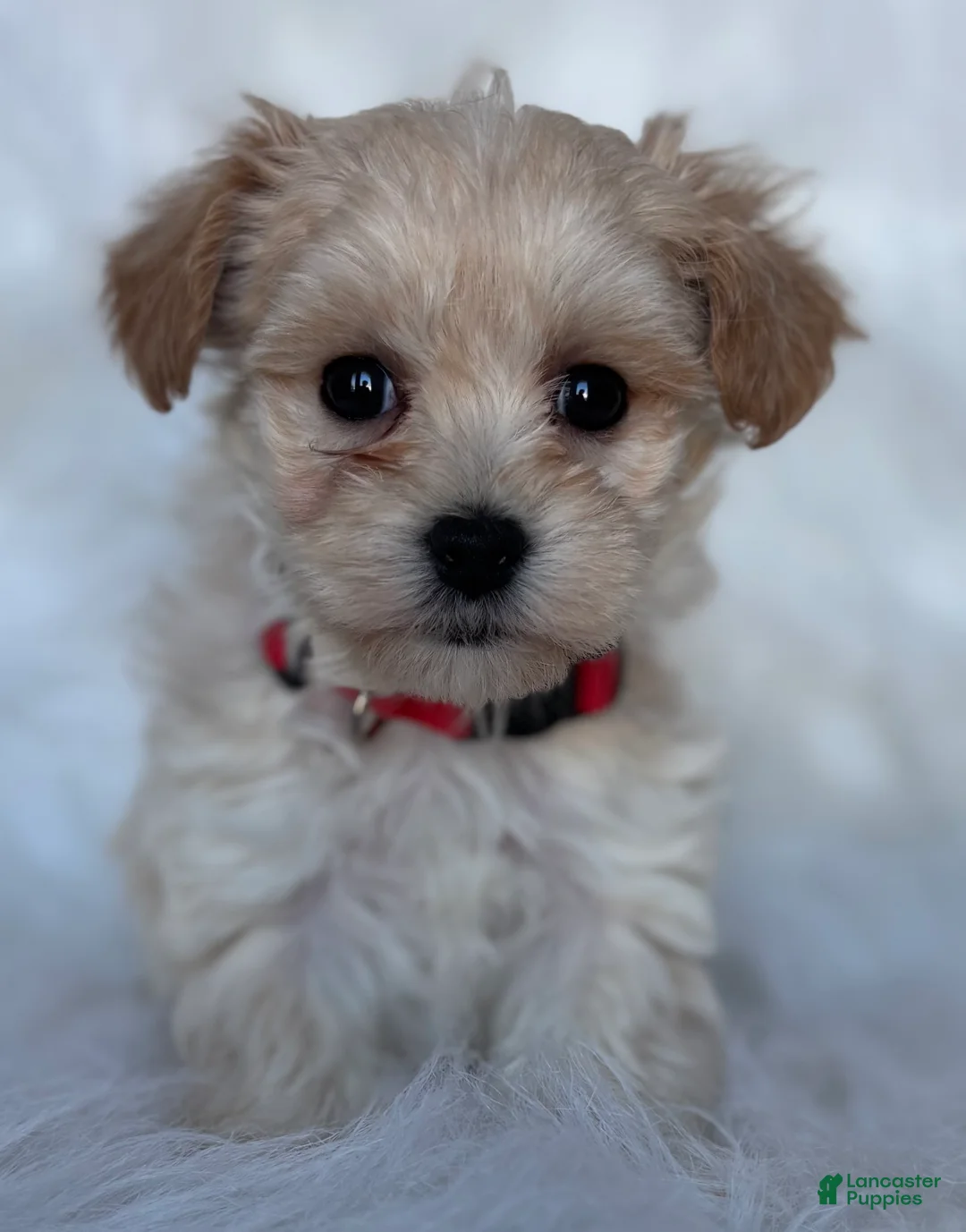 Maltipoo dogs for sale: Cupid - Ad 1