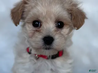 Maltipoo dogs Cupid - Ad 17